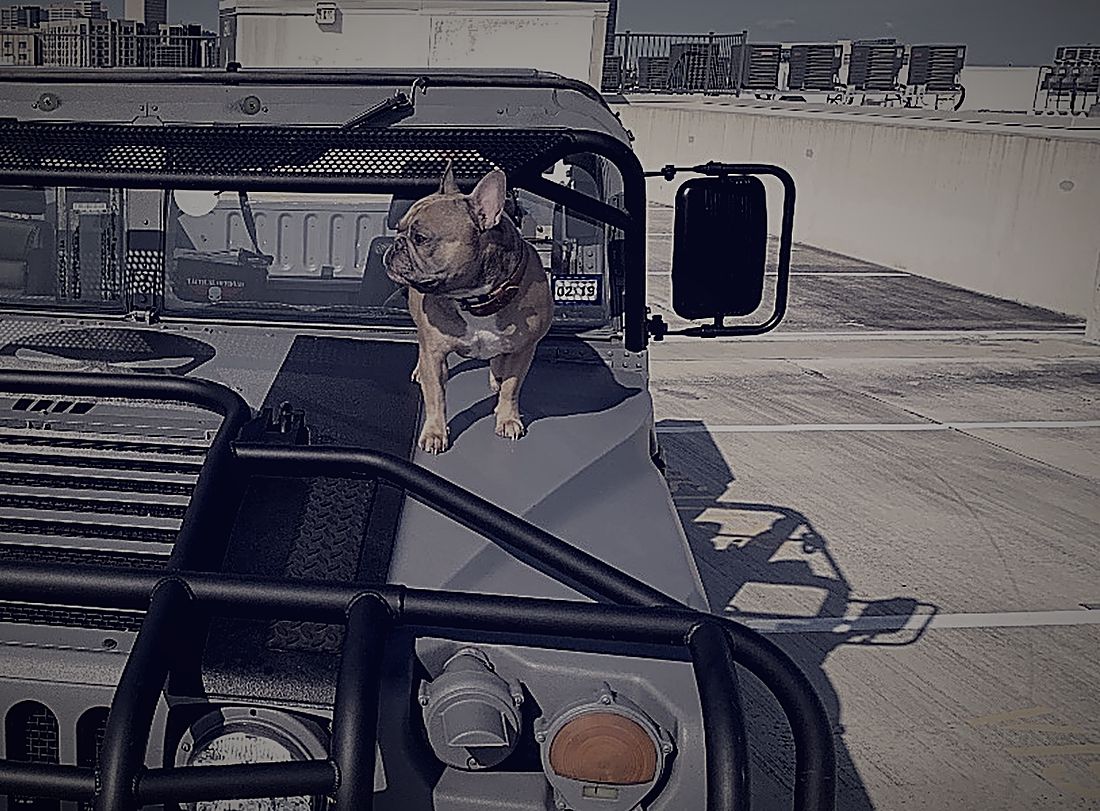 The shop dog on the hood